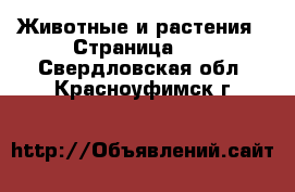  Животные и растения - Страница 11 . Свердловская обл.,Красноуфимск г.